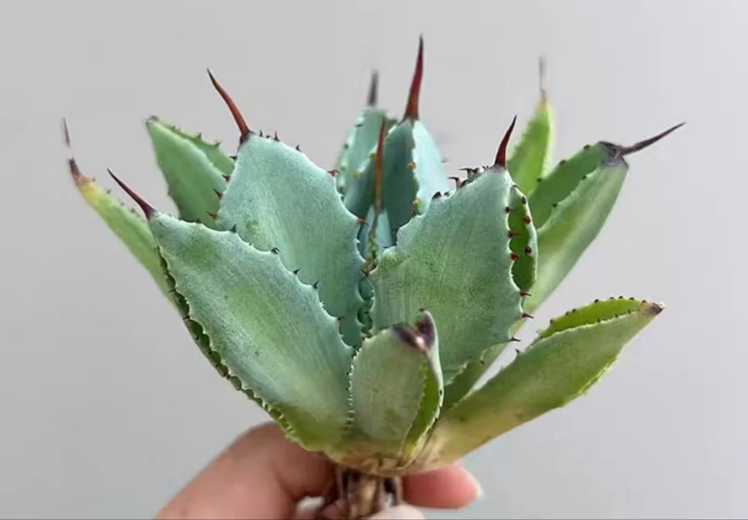 plant Aeonium Echeveria Haworthia  Caudex  Lithops Cactus  Agave 