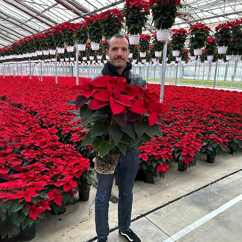 🎄Christmas atmosphere✨Poinsettia