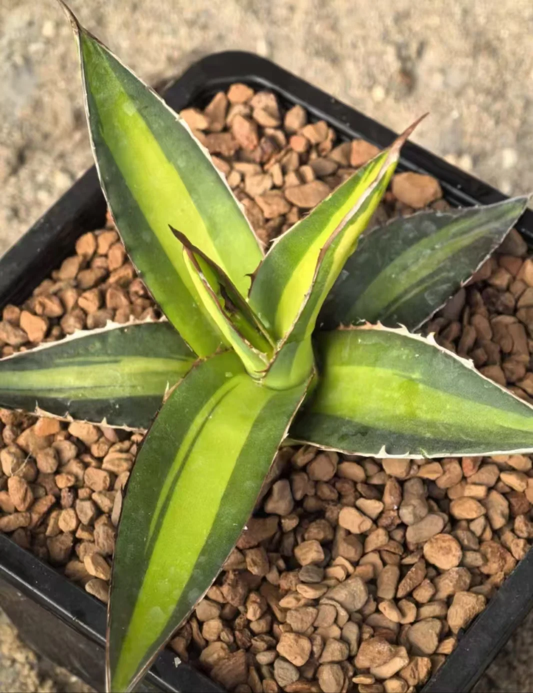 onestock. Agave purpusorum yellow mediopicta 12cm/agave/ Succulent plants / Garden landscape / Carefully select healthy plants