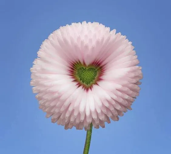 Aster Formula Mixed Colors - Flower Seeds