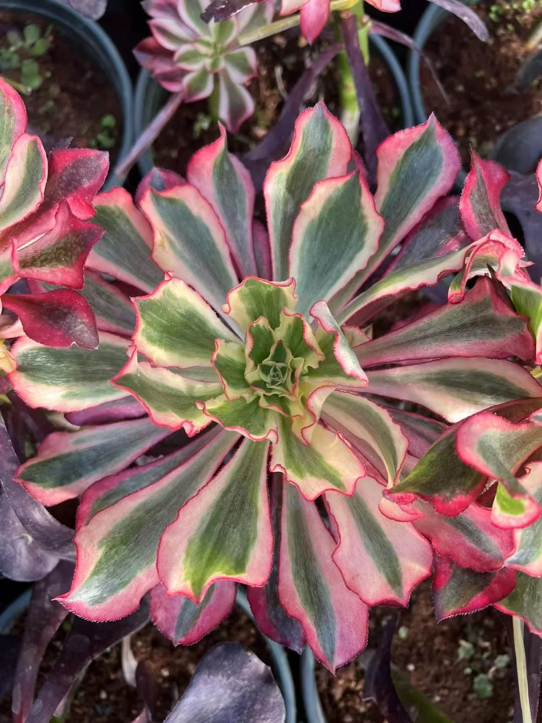 plant Aeonium Echeveria Haworthia  Caudex  Lithops Cactus  Agave 