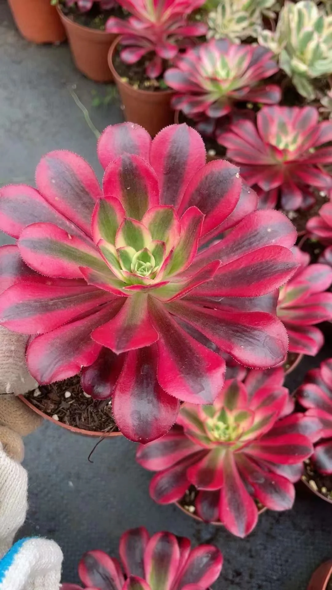 plant Aeonium Echeveria Haworthia  Caudex  Lithops Cactus  Agave 