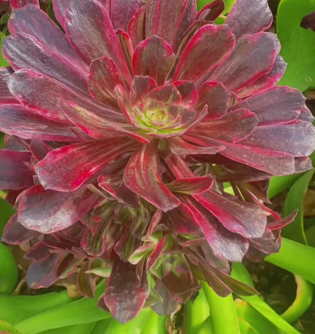 1042. Medusa var. rainbow single head and cutting/Aeonium single head and cutting/Aeonium plants/Succulent plants / Garden landscape / Carefully select healthy plants