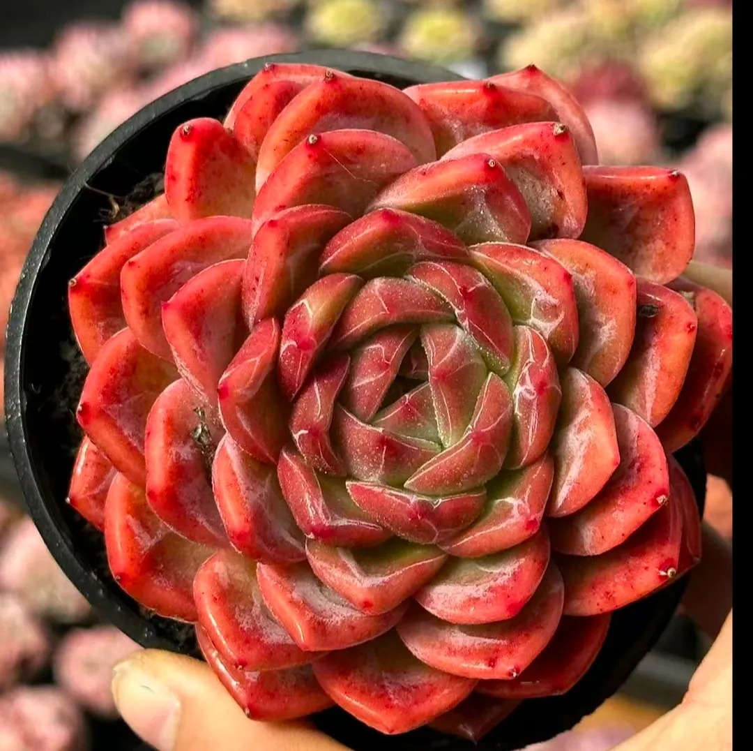 plant Aeonium Echeveria Haworthia  Caudex  Lithops Cactus  Agave 