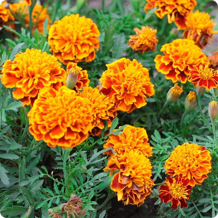 Marigold Seeds - Brighten Your Garden with Vibrant Blooms