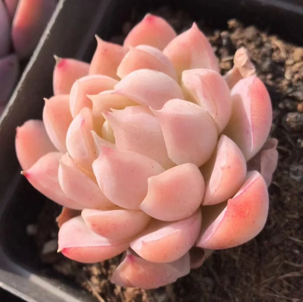 441.Echeveria Toffee. single head  4-5cm  / Echeveria / Succulent plants / Garden landscape / Carefully select healthy plants