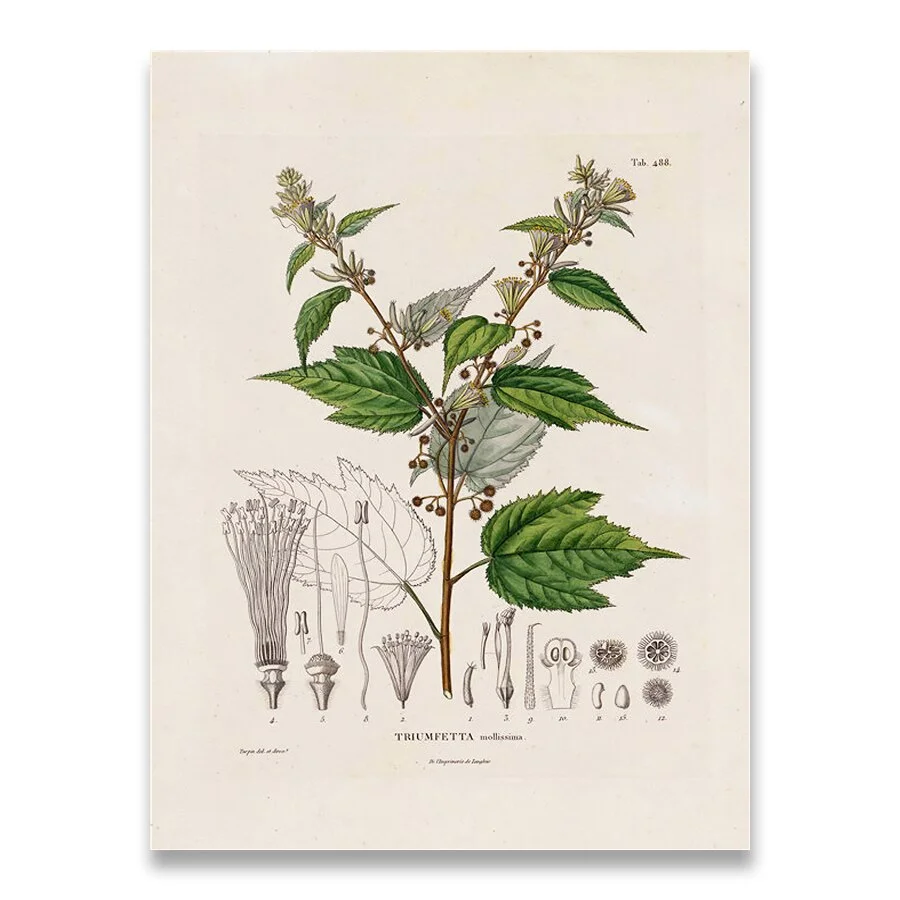 Botanical Studies Vintage Posters and Prints Antique French Plant Illustrations Canvas Painting Botany Wall Art Pictures Decor