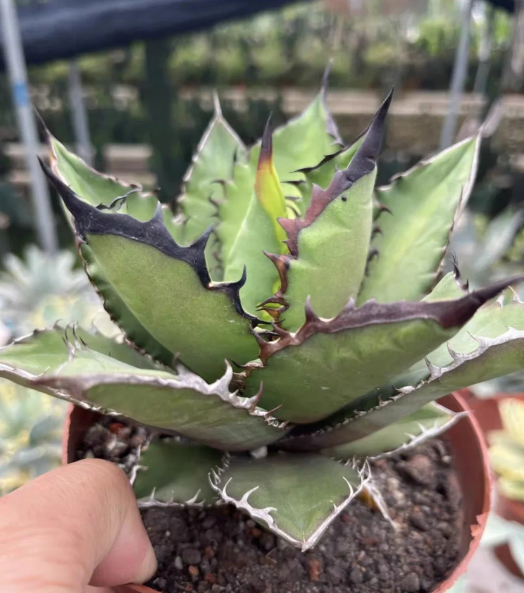 plant Aeonium Echeveria Haworthia  Caudex  Lithops Cactus  Agave 