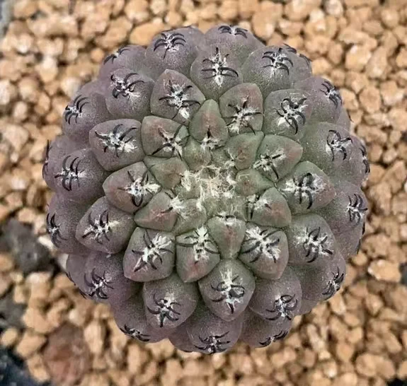 plant Aeonium Echeveria Haworthia  Caudex  Lithops Cactus  Agave 