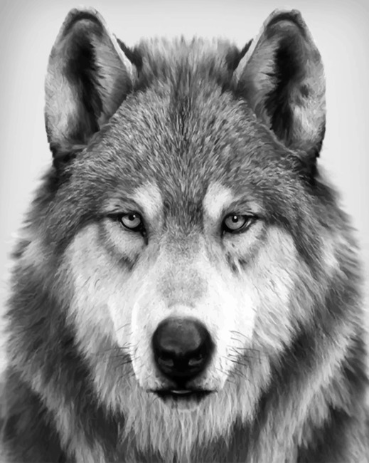 

Black And White Wolf – Paint By Numbers - 40*50CM, 501 Original