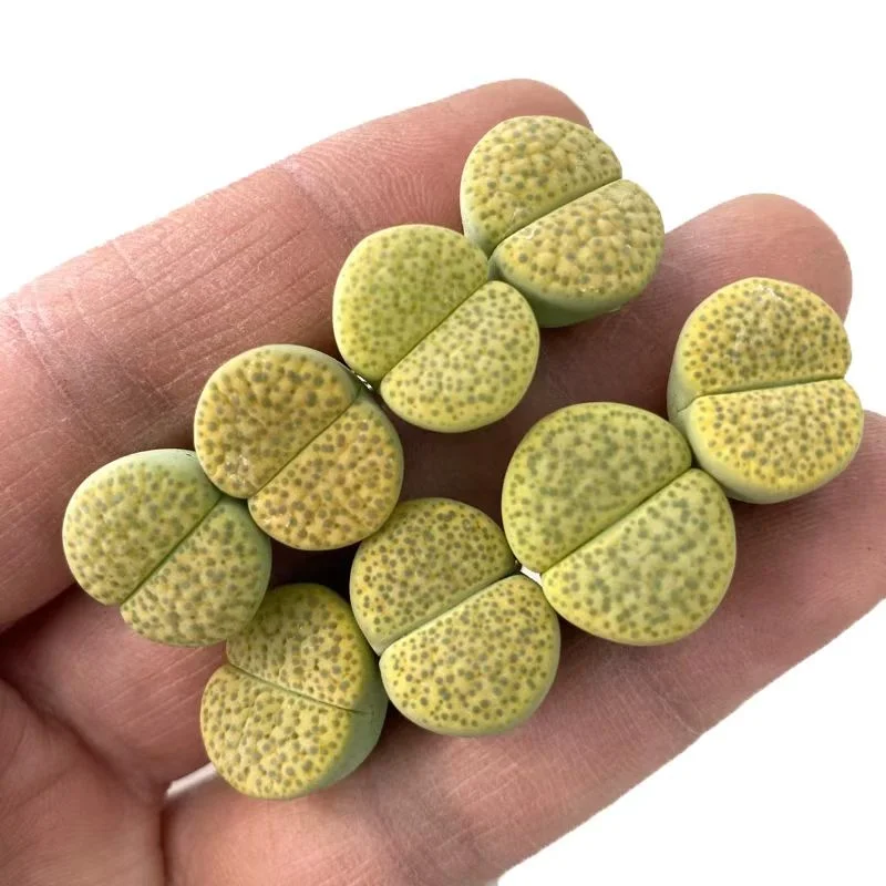 plant Aeonium Echeveria Haworthia  Caudex  Lithops Cactus  Agave 