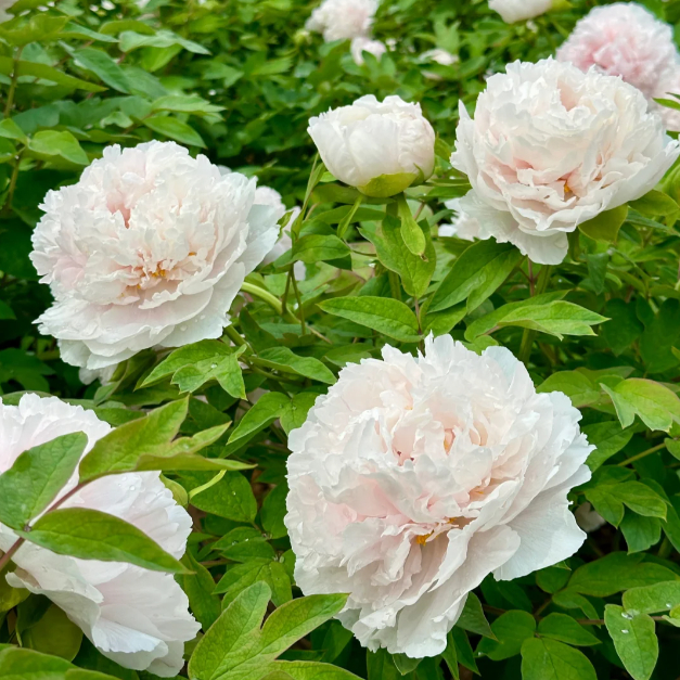 White Peony Seeds – Symbol of luck and wealth