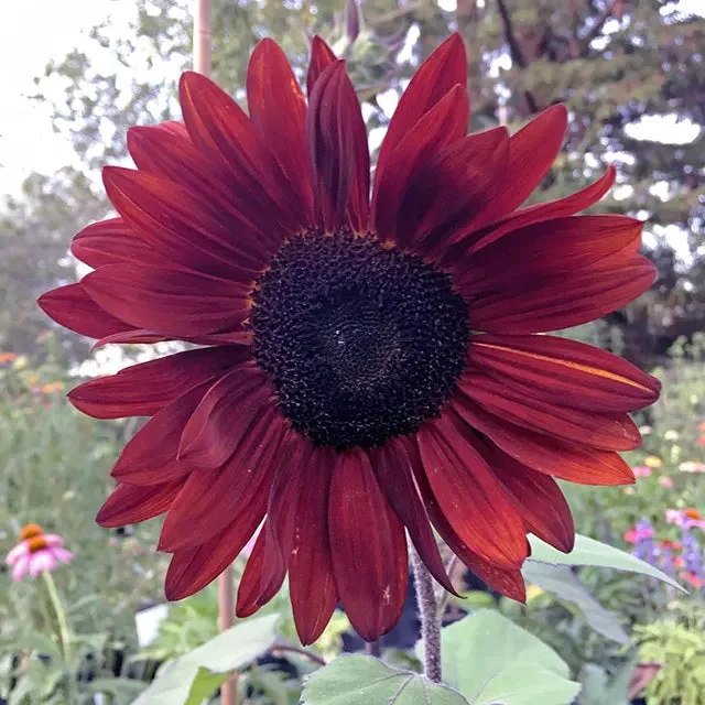 Rotwein Sonnenblume