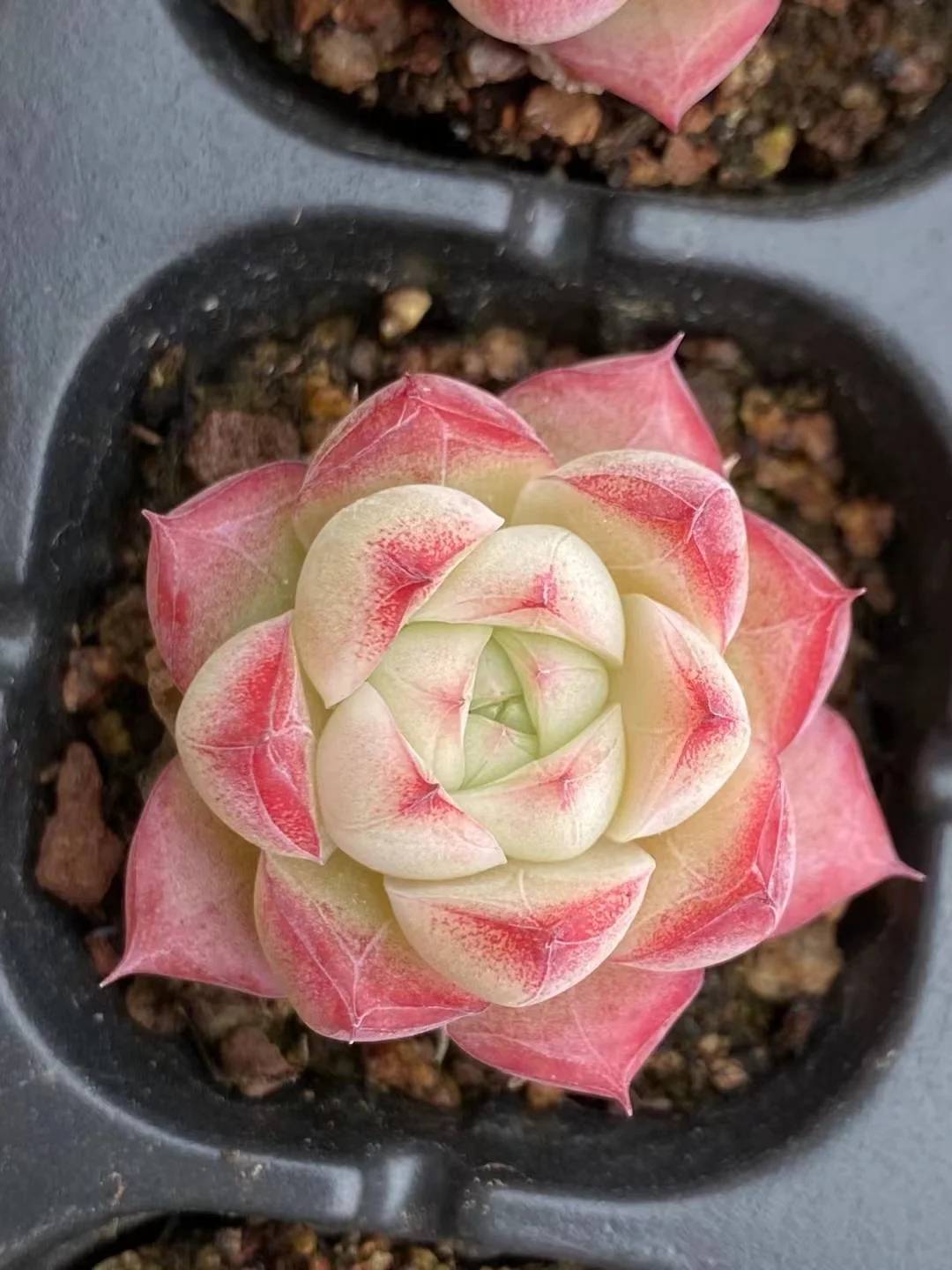 plant Aeonium Echeveria Haworthia  Caudex  Lithops Cactus  Agave 