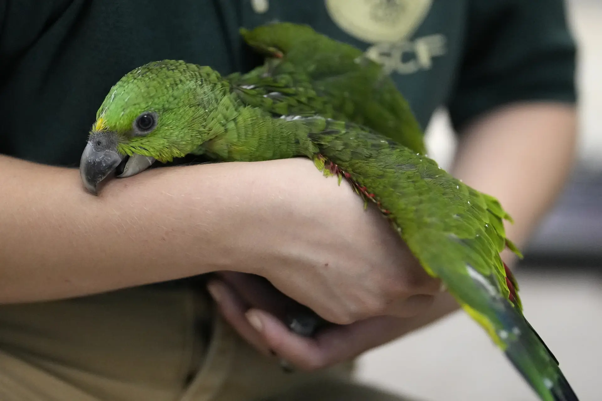 Amazon Parrot Birdcagelab
