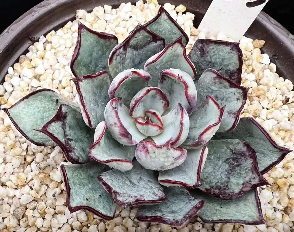 plant Aeonium Echeveria Haworthia  Caudex  Lithops Cactus  Agave 