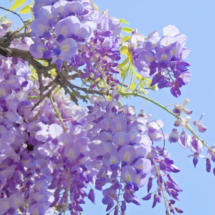 Wisteria Flower Seeds, Purple Elf Blossoms