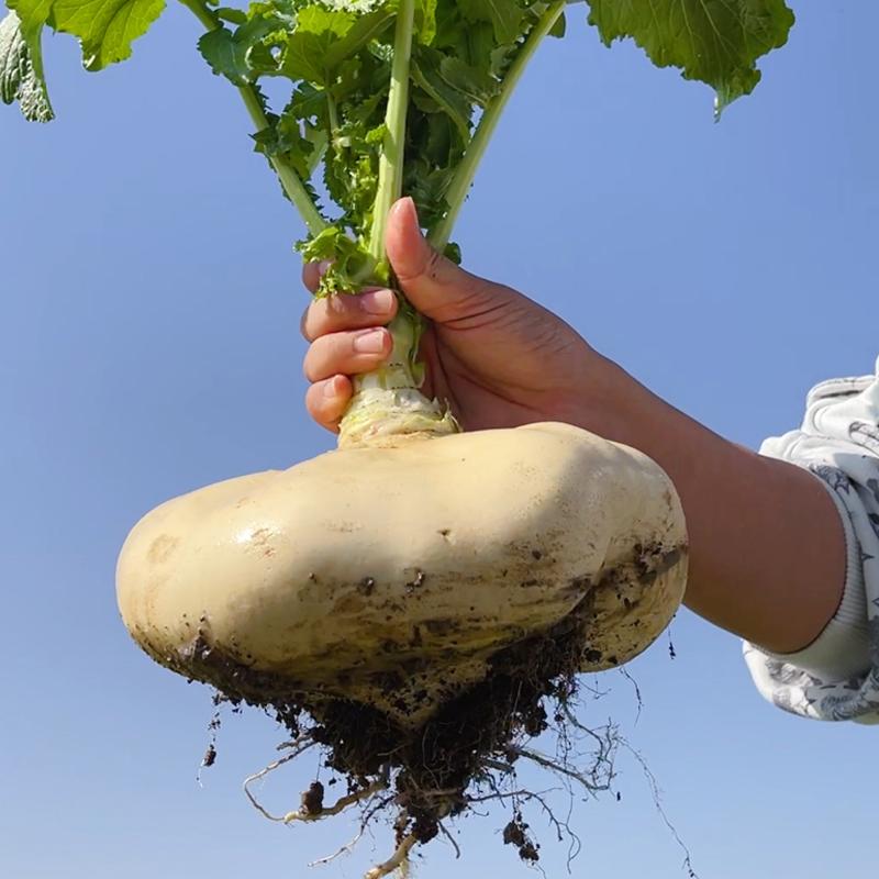 Jade Plate Vegetables Seeds