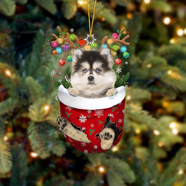 Pomsky In Snow Pocket Christmas Ornament