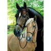 Horse | Full Round Diamond Painting Kits