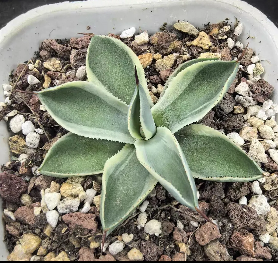 plant Aeonium Echeveria Haworthia  Caudex  Lithops Cactus  Agave 