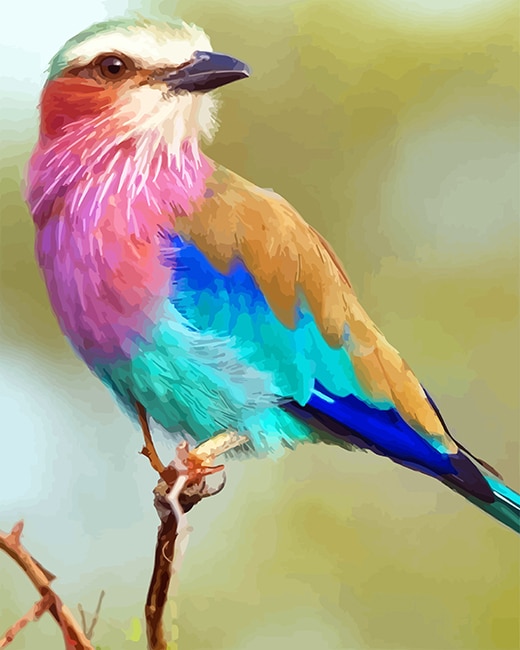 

Lilac-breasted Roller – Paint By Numbers - 40*50CM, 501 Original