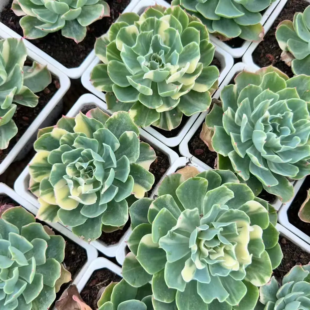 plant Aeonium Echeveria Haworthia  Caudex  Lithops Cactus  Agave 