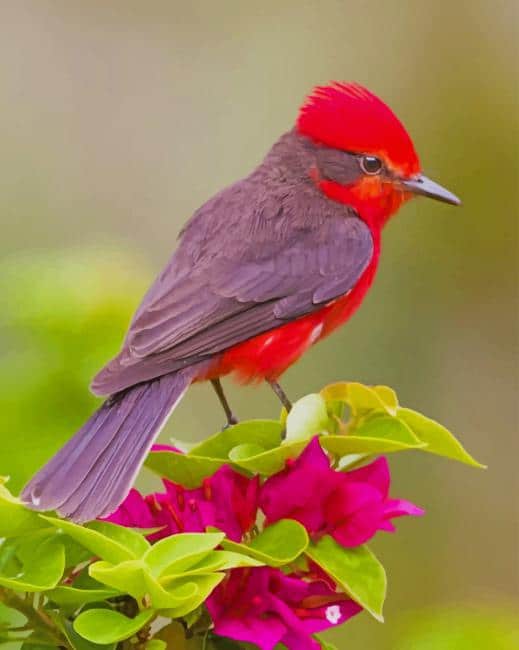 

Beautiful Singing Bird – Paint By Numbers - 40*50CM, 501 Original