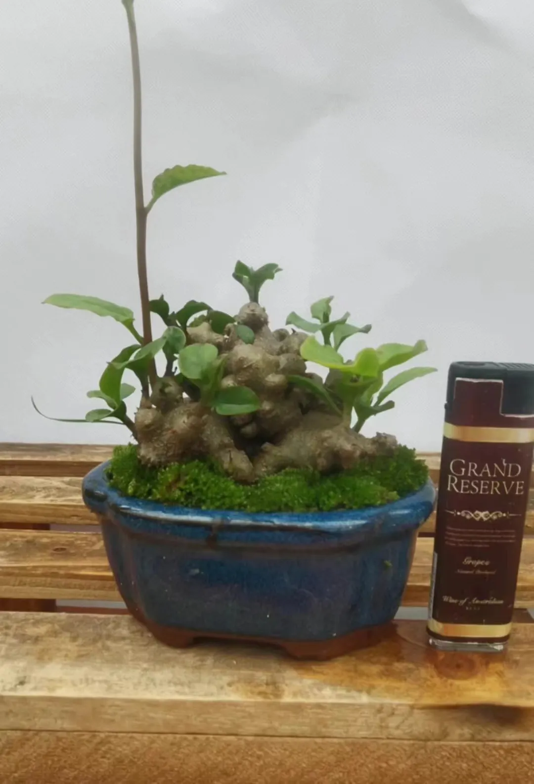 plant Aeonium Echeveria Haworthia  Caudex  Lithops Cactus  Agave 