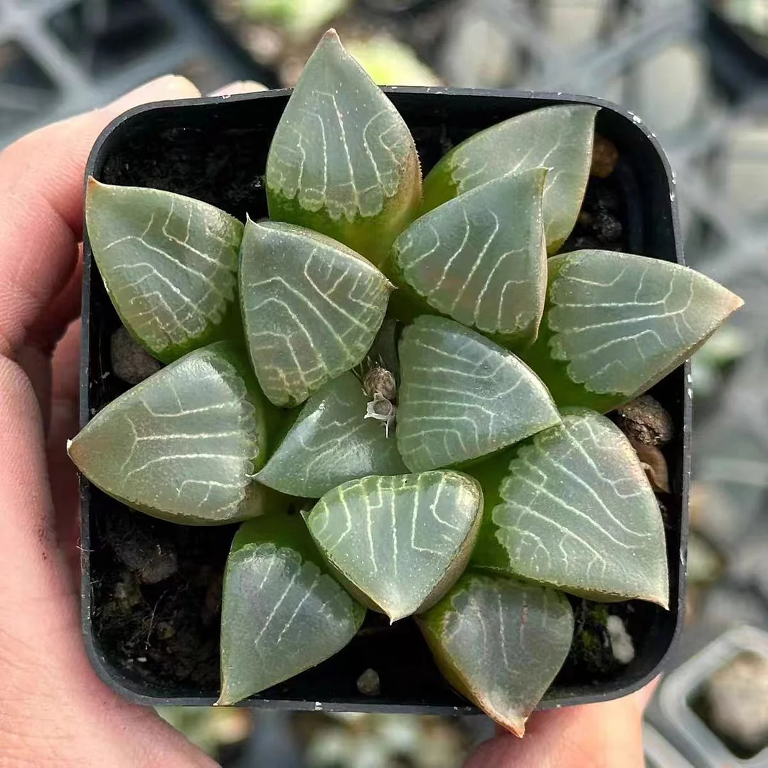 plant Aeonium Echeveria Haworthia  Caudex  Lithops Cactus  Agave 