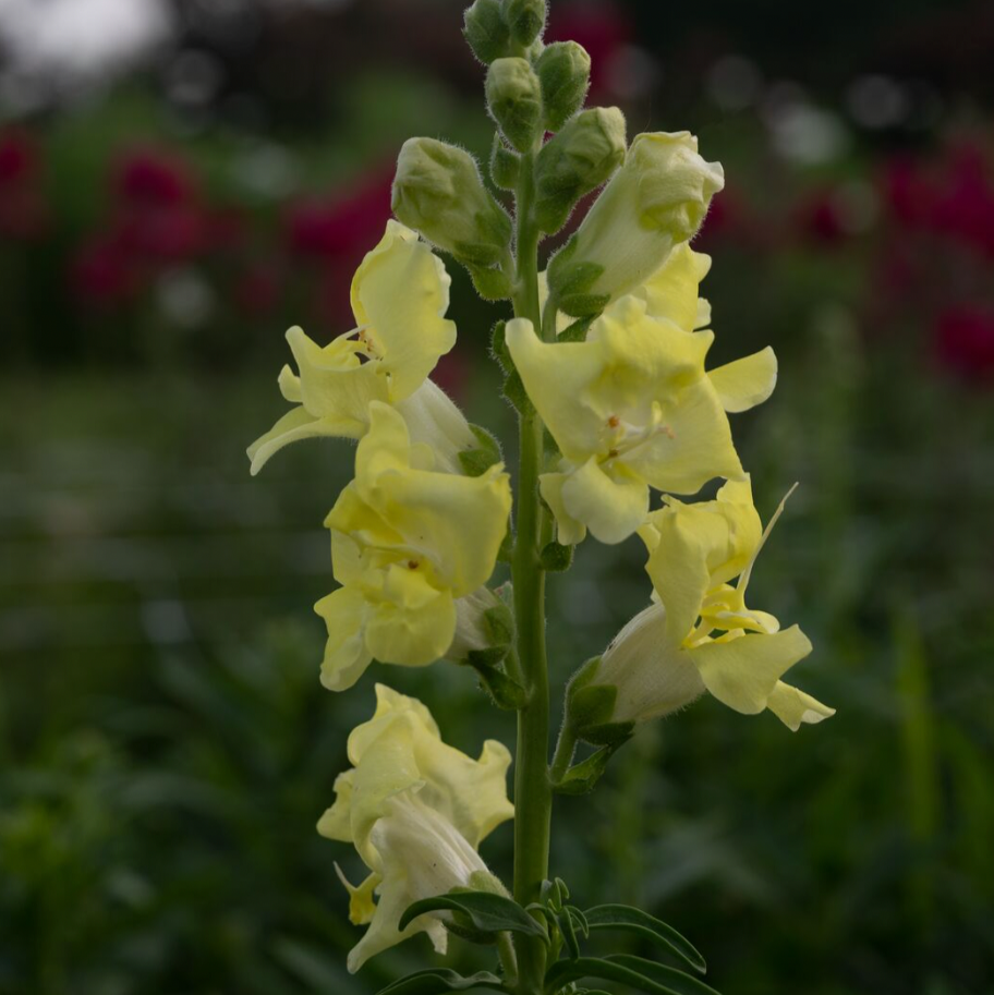 Snapdragon Madame Butterfly Yellow Flower | X 50 Seeds