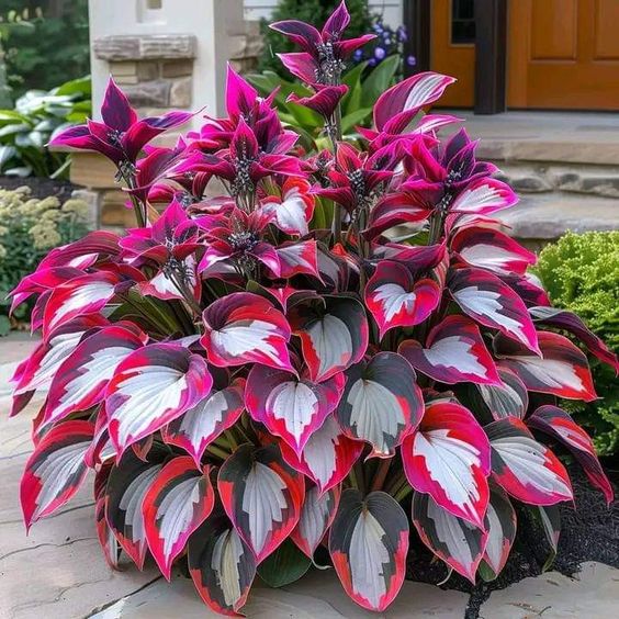 🌈RARE MULTI-COLORED HOSTAS SEEDS