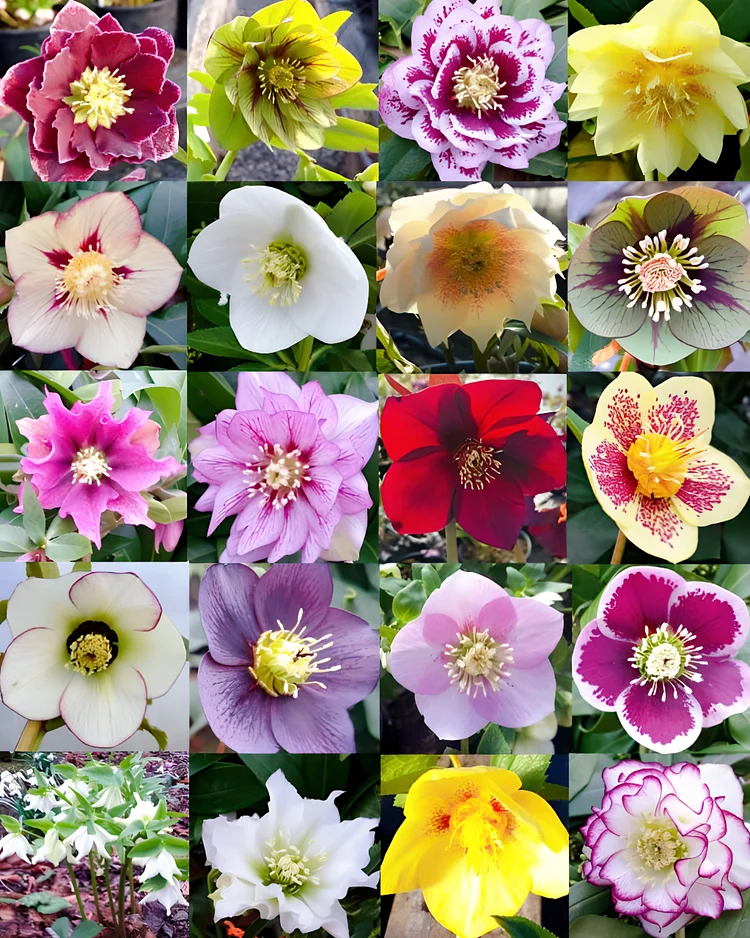 Carnival Hellebore Collection - Christmas Rose