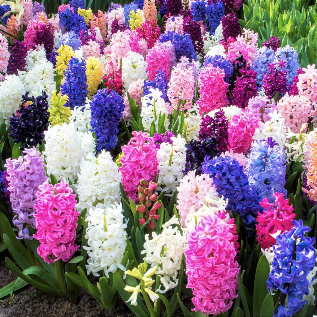 Mixed Color Hyacinth Seeds