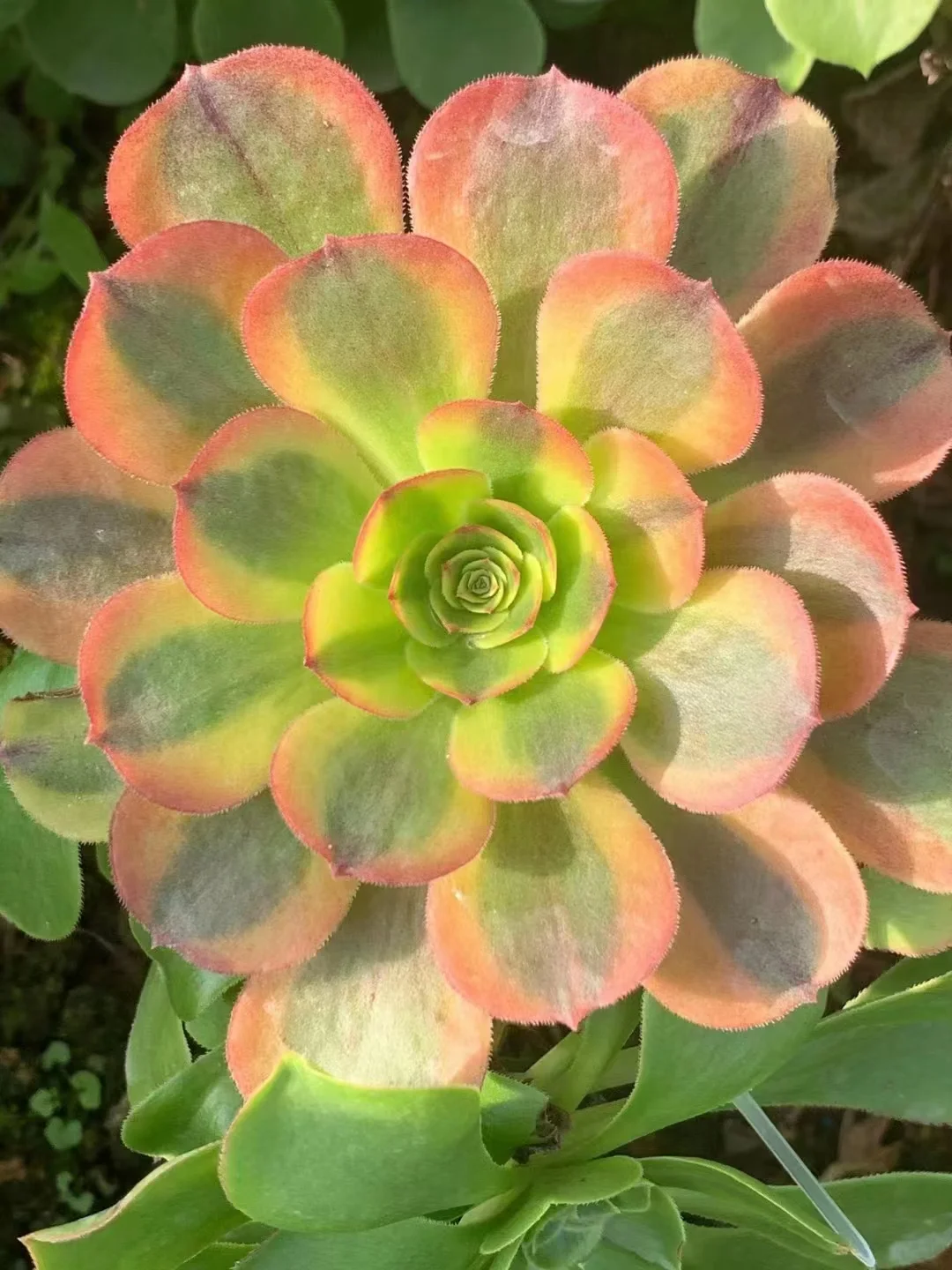 plant Aeonium Echeveria Haworthia  Caudex  Lithops Cactus  Agave 