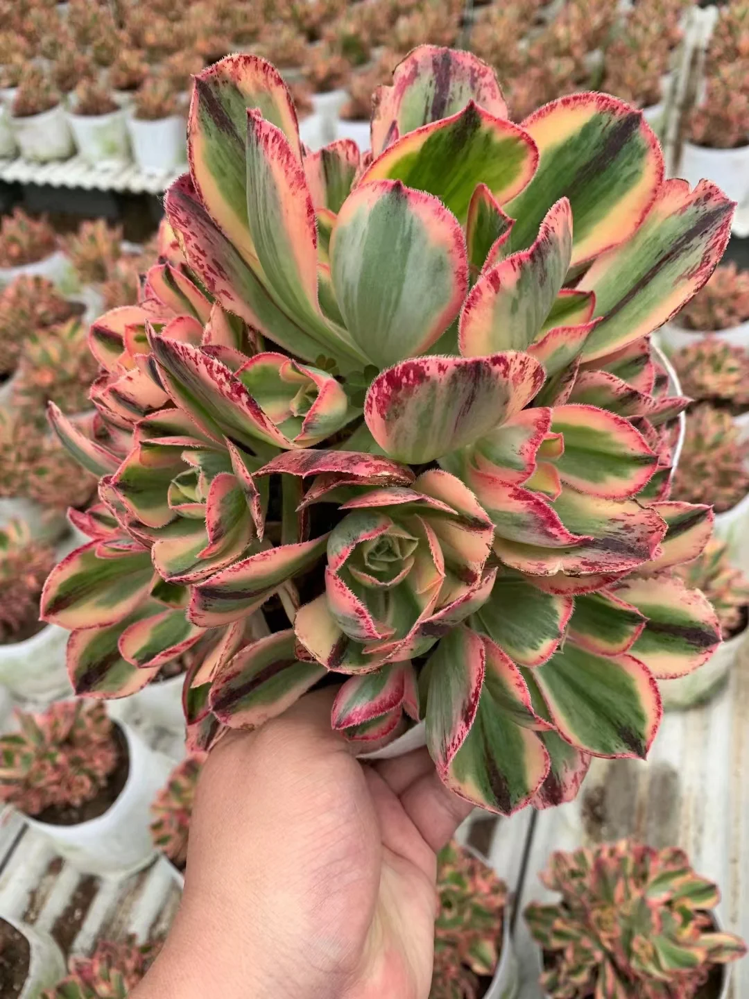 plant Aeonium Echeveria Haworthia  Caudex  Lithops Cactus  Agave 