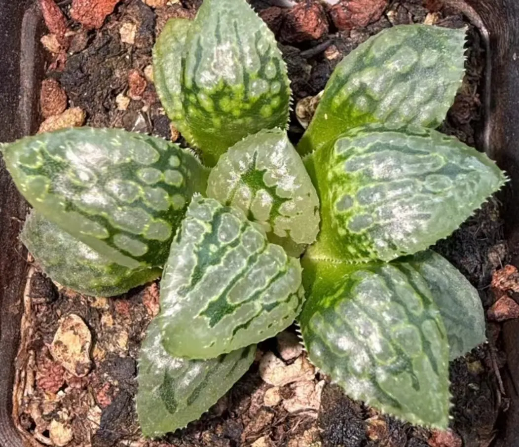 plant Aeonium Echeveria Haworthia  Caudex  Lithops Cactus  Agave 