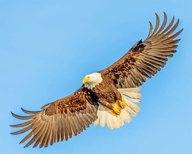 

Bald Eagle – Paint By Numbers - 40*50CM, 501 Original