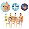 Human organs assembled skeleton anatomy model medical anatomy kit