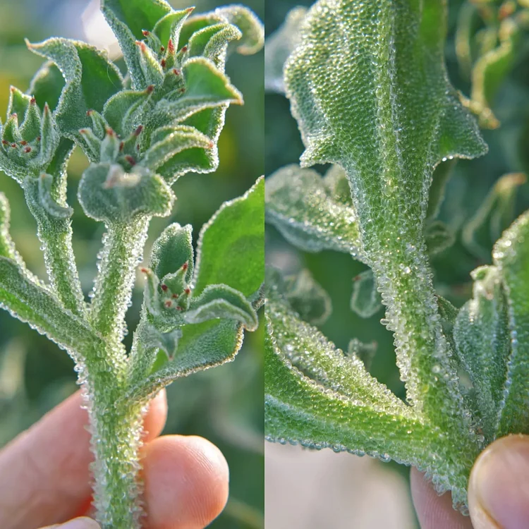 🌿Crystal Ice Plant Seeds