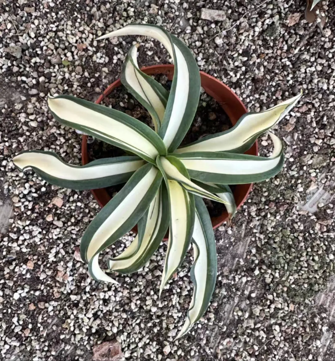 plant Aeonium Echeveria Haworthia  Caudex  Lithops Cactus  Agave 