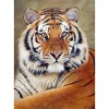 Tiger | Full Round Diamond Painting Kits
