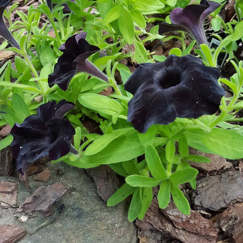 Black Petunia Seeds