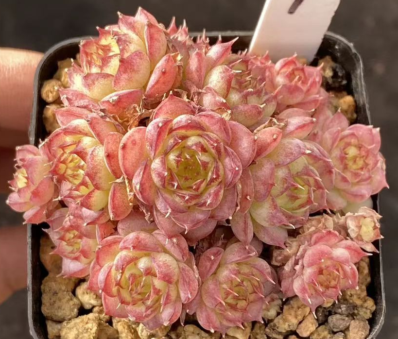 plant Aeonium Echeveria Haworthia  Caudex  Lithops Cactus  Agave 