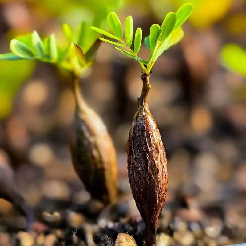 plant Aeonium Echeveria Haworthia  Caudex  Lithops Cactus  Agave 