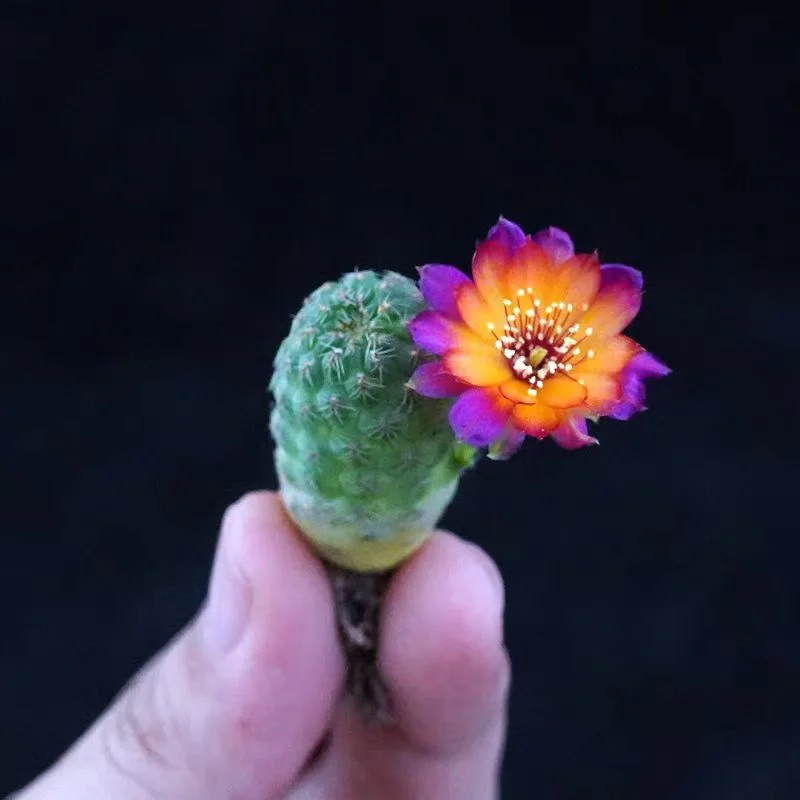 plant Aeonium Echeveria Haworthia  Caudex  Lithops Cactus  Agave 