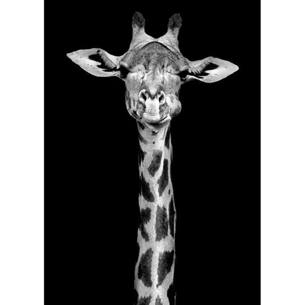 Жираф на темном фоне