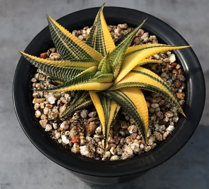 375. Haworthia limifolia 'Variegata'   8-10cm / Haworthia/ Succulent plants / Garden landscape / Carefully select healthy plants