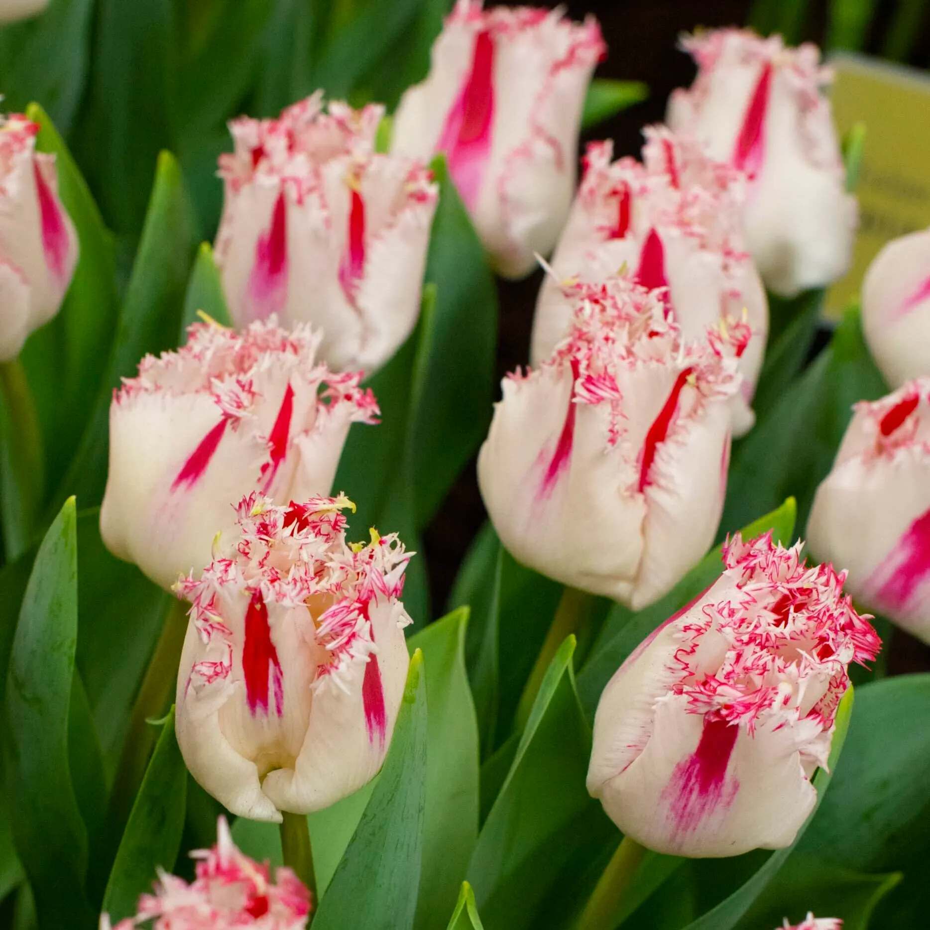 Coldplay Tulip Seeds