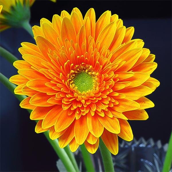 Orange gerbera flower seeds, sunflower